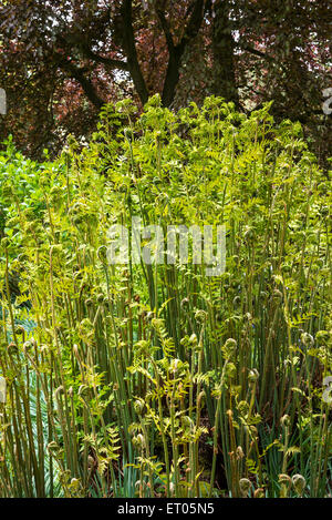 Tall nuova crescita su un grande agglomerato di regal (felce Osmunda regalis). Foto Stock