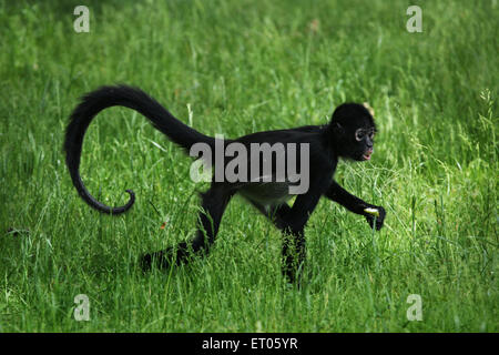 Geoffroy's spider monkey (Ateles geoffroyi) presso lo Zoo di Praga, Repubblica Ceca. Foto Stock