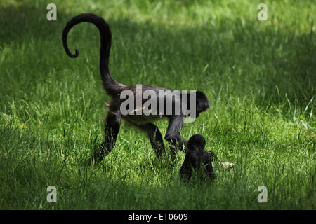 Geoffroy's spider monkey (Ateles geoffroyi) presso lo Zoo di Praga, Repubblica Ceca. Foto Stock