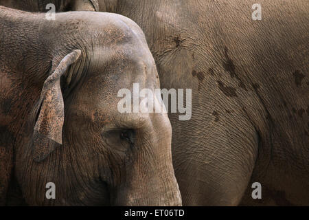 Elefanti indiani (Elephas maximus indicus) presso lo Zoo di Praga, Repubblica Ceca. Foto Stock