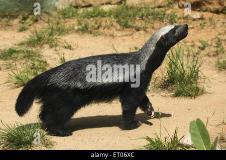 Honey badger (Mellivora capensis), noto anche come il ratel presso lo Zoo di Praga, Repubblica Ceca. Foto Stock