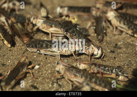 Desert locust (Schistocerca gregaria) presso lo Zoo di Praga, Repubblica Ceca. Foto Stock