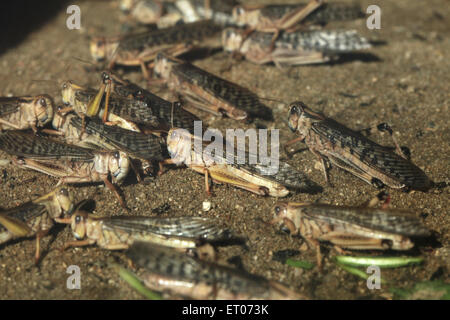 Desert locust (Schistocerca gregaria) presso lo Zoo di Praga, Repubblica Ceca. Foto Stock