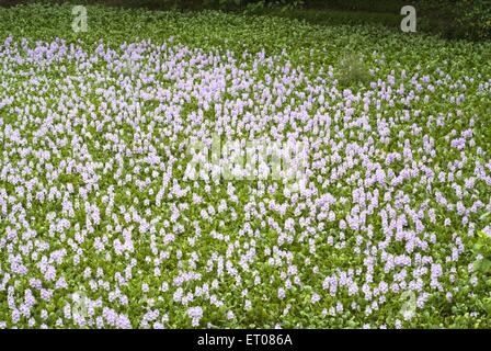 Piante da fiore acquatiche , Eichhornia , giacinto d'acqua , crassipi di Eichhornia , Alapuzha , Alappuzha , Alleppey , Kerala , India , asia Foto Stock