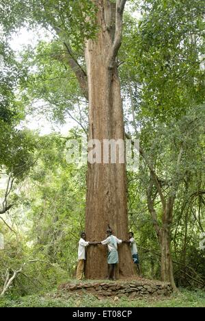 Le persone che circondano 7 metri di circonferenza più grande in legno di rosa di tree Yanaipallam Pillor Dam i Ghati Occidentali Nilgiris Biosfera Tamil Nadu india Foto Stock