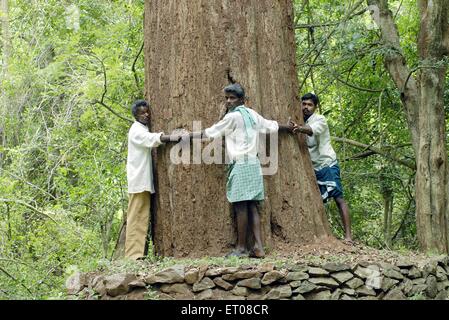 Persone che circondano la circonferenza di 7 metri più grande del roseto, movimento Chipko andolan, diga Yanaipallam Pillor, Ghat occidentale, Nilgiris, Tamil Nadu, India Foto Stock