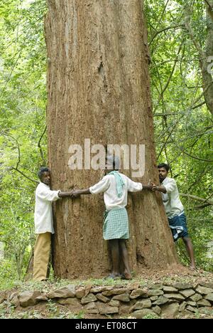 Le persone che circondano 7 metri di circonferenza più grande in legno di rosa di tree Yanaipallam Pillor Dam i Ghati Occidentali Nilgiris biosfera ; Tamil Nadu Foto Stock