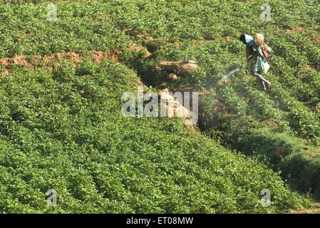 Campo di patate in Nilgiris ; Tamil Nadu ; India Foto Stock