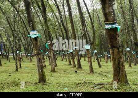 Maschiatura in gomma , alberi di gomma , Kottayam , Kerala , India , Asia Foto Stock