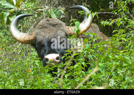 Gaur , bisonte indiano , Bos gaurus , Singara , Mudumalai , Parco Nazionale , Riserva Naturale , colline Nilgiri , Blue Mountains , Tamil Nadu , India Foto Stock