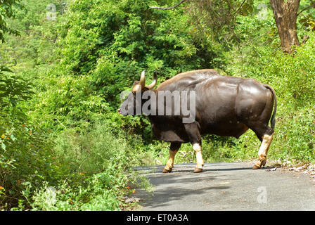Gaur , bisonte indiano , Bos gaurus , Singara , Mudumalai , Parco Nazionale , Riserva Naturale , colline Nilgiri , Blue Mountains , Tamil Nadu , India Foto Stock