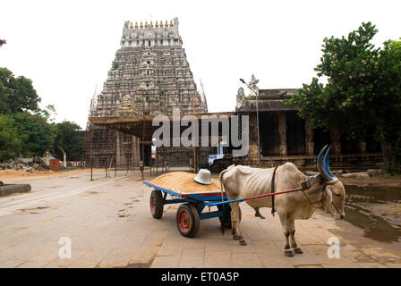 Perumal Varadaraja Vishnu tempio di Kanchipuram ; Tamil Nadu ; India Foto Stock