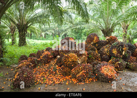 Frutti di palma d'olio raccolti nei pressi di Chalakkudy ; Kerala ; India ; Asia ; indiano ; Asiatico Foto Stock