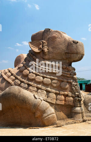 Maggiori Nandi monolitico scultura in Lepakshi ; Andhra Pradesh ; India Foto Stock