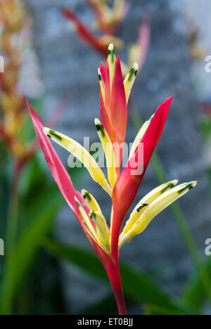 Heliconia psittacorum, Parrot Heliconia, fiore di pappagallo, Kerala, India, Asia Foto Stock