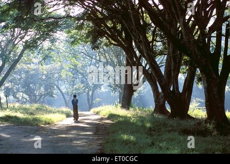 Passeggiate nella foresta , Parco nazionale Mudumalai , santuario della fauna selvatica , Nilgiris ; Tamil Nadu ; India , asia Foto Stock