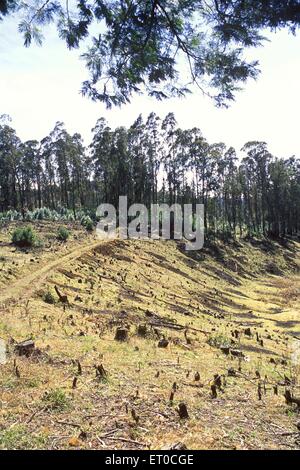 Deforestazione , Ooty ; Ootacamund ; Nilgiris ; Tamil Nadu ; India , asia Foto Stock