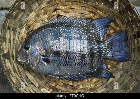 Karimeen o perla pesce spot etroplus suratensis Kerala India Foto Stock