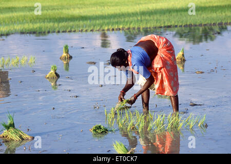 Trapianto di risone, allevamento di riso, piantagione di riso, Tamil Nadu, India, Asia Foto Stock