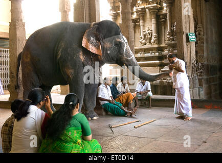 Benedizione di elefante nel Tempio di Madurai ; Madurai ; Tamil Nadu ; India Foto Stock