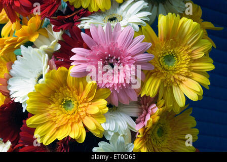 Spettacolo di fiori di gerbera ; Coimbatore ; Tamil Nadu ; India ; Asia Foto Stock