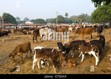 Fiera del bestiame , mercato Pollachi ; Coimbatore ; Tamil Nadu ; India , asia Foto Stock