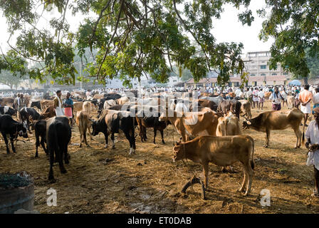 Fiera del bestiame a Pollachi mercato ; Coimbatore ; Tamil Nadu ; India Foto Stock