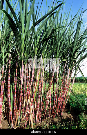 Canna da zucchero coltivata in una fattoria biologica a Sathyamangalam Tamil Nadu India Asia Foto Stock