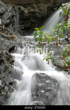 Cascata di Attigudi , colline di Baba Budangiri , Chikmagalur , Karnataka , India , Asia Foto Stock