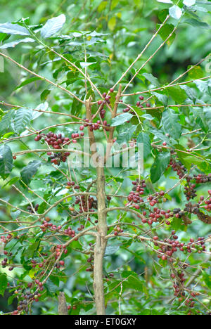 Coffee Cherry Tree, Coffee Tree, Coffee Cherries tree, Coffee berry tree, Coffee bacche tree, Madykeri, Madykery, Coorg, Karnataka, India, Asia Foto Stock