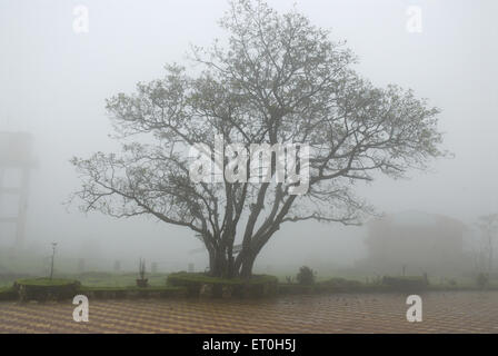 Albero in nebbia , albero in nebbia , Ghat Malshej ; Maharashtra ; India , asia Foto Stock