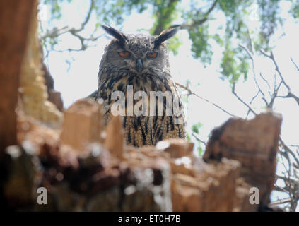 Maggio 2015 Un gufo reale Bubo bubo, poggia su un vecchio albero. Pic Mike Walker, Mike Walker foto Foto Stock