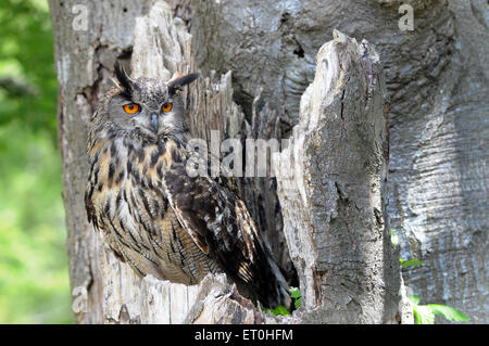 Maggio 2015 Un gufo reale Bubo bubo, poggia su un vecchio albero. Pic Mike Walker, Mike Walker foto Foto Stock