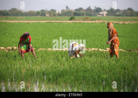 Onorevoli semina Riso alberelli in campi in Jharkhand ; India Foto Stock