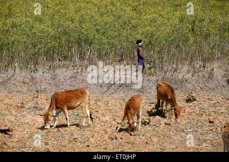 Ragazzo che custodisce le mucche al pascolo, Ranchi, Jharkhand, India, Asia Foto Stock