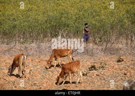 Ragazzo che custodisce le mucche al pascolo, Ranchi, Jharkhand, India, Asia Foto Stock