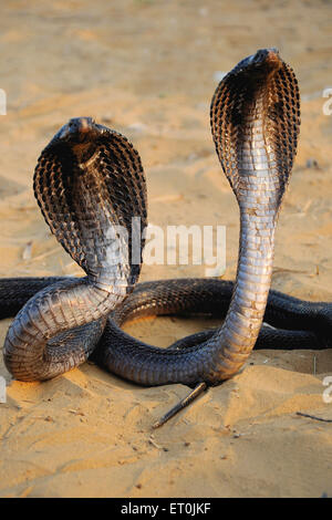 Cobra, cappuccio aperto, cobra indiana, cobra spettacolare, cobra asiatica, Cobra binocellata, serpente, rettile, Naja naja, Pushkar, Rajasthan, India Foto Stock