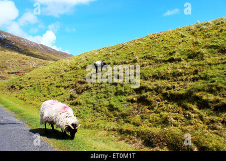 Le pecore su una verde collina Foto Stock