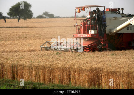 Mietitrebbia semovente azionato da un gruppo di agricoltori la mietitura del grano dorati in campi di Bhopal ; Madhya Pradesh ; India Foto Stock