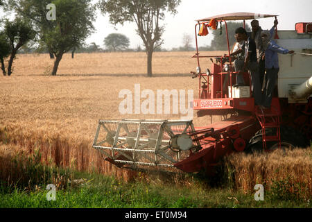 La mietitrebbia è azionata da un agricoltore che raccoglie grano dorato nei campi di Bhopal, Madhya Pradesh, India Foto Stock