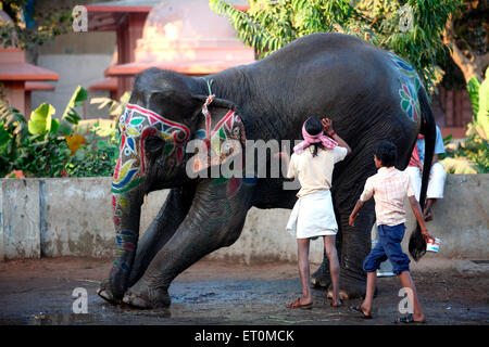 Elefante da bagno Mahout con faccia dipinta, Ahmedabad, Gujarat, India Foto Stock