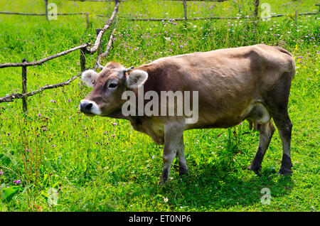 Mucca marrone su erba verde Foto Stock