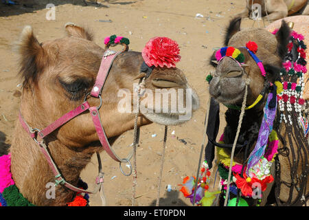 Cammelli decorati, Pushkar Fair, Camel Fair, Kartik Mela, Pushkar Mela, Pushkar, Ajmer, Rajasthan, India, fiere indiane Foto Stock