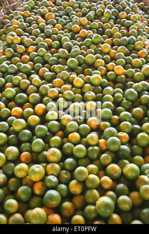Mercato all'ingrosso di frutta d'arancia, Nagpur, Maharashtra, India Foto Stock