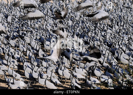 Demoiselle Crane Bird, Grus virgo, Koonj, Kurjaa, Khichan, Kheechan, Phalodi, deserto del Thar, Jodhpur, Rajasthan, India Foto Stock