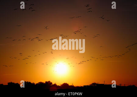 Gli uccelli gregge di demoiselle gru grus virgo battenti al tempo di sunrise Khichan Phalodi Jodhpur Rajasthan in India Foto Stock