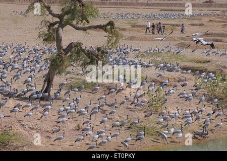 Demoiselle Crane Bird, Grus virgo, Koonj, Kurjaa, Khichan, Kheechan, Phalodi, deserto del Thar, Jodhpur, Rajasthan, India Foto Stock