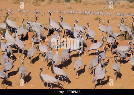 Demoiselle Crane Bird, Grus virgo, Koonj, Kurjaa, Khichan, Kheechan, Phalodi, deserto del Thar, Jodhpur, Rajasthan, India Foto Stock