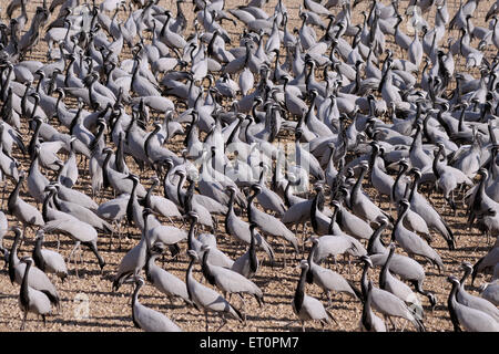 Demoiselle Crane Bird, Grus virgo, Koonj, Kurjaa, Khichan, Kheechan, Phalodi, deserto del Thar, Jodhpur, Rajasthan, India Foto Stock