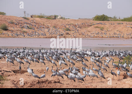 Demoiselle Crane Bird, Grus virgo, Koonj, Kurjaa, Khichan, Kheechan, Phalodi, deserto del Thar, Jodhpur, Rajasthan, India Foto Stock